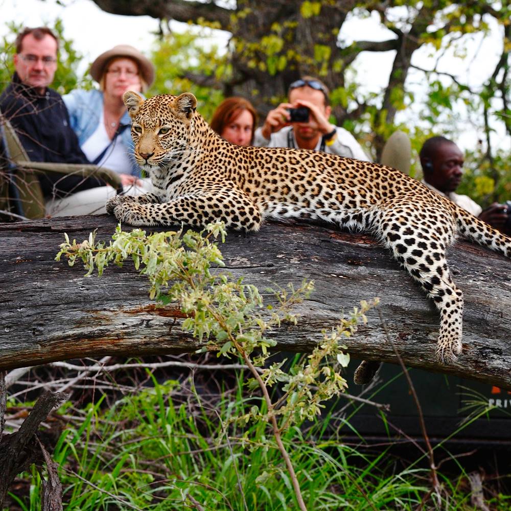 Up-close Leopard Sighting