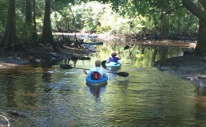 Take This Delta Wildlife Kayak Tour In Alabama For An Unforgettable Summer Adventure