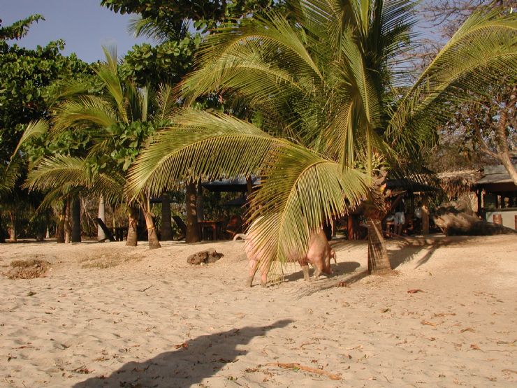 Playa Avellana