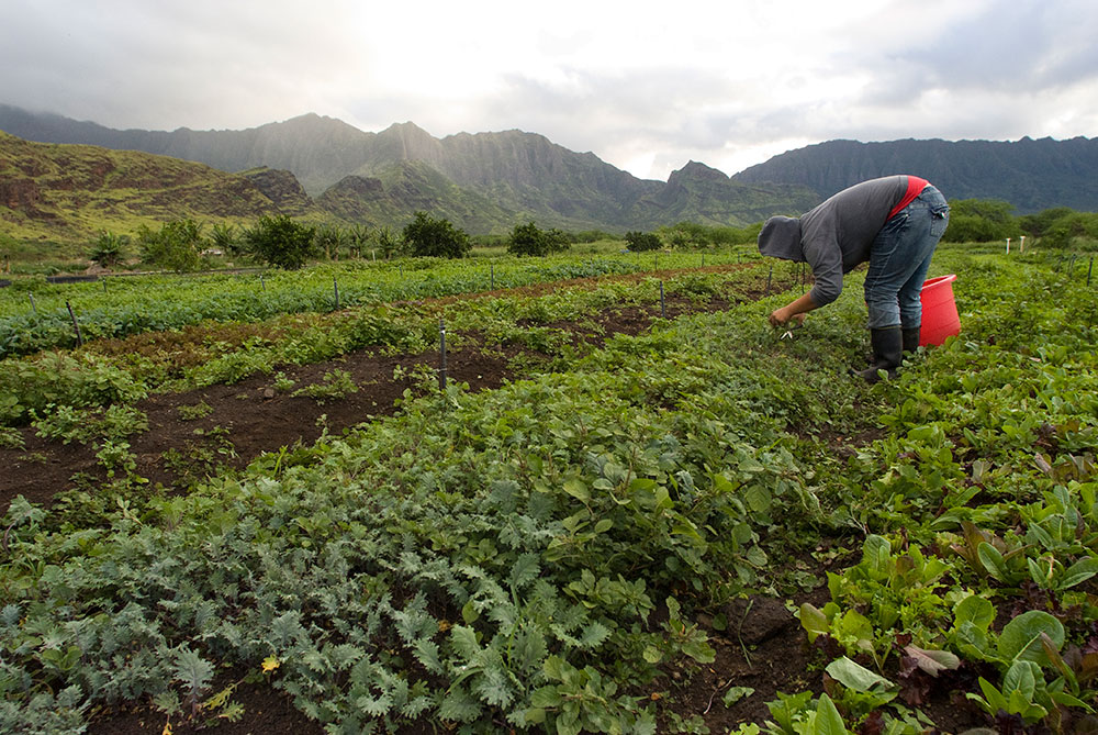 A person harvests greens in a field in Hawaii