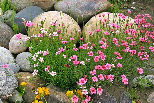 Rock garden with pink flowers