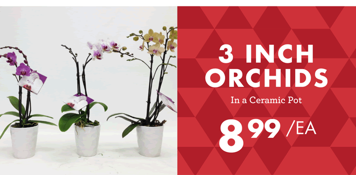 3 INCH ORCHIDS In a Ceramic Pot - $8.99 each