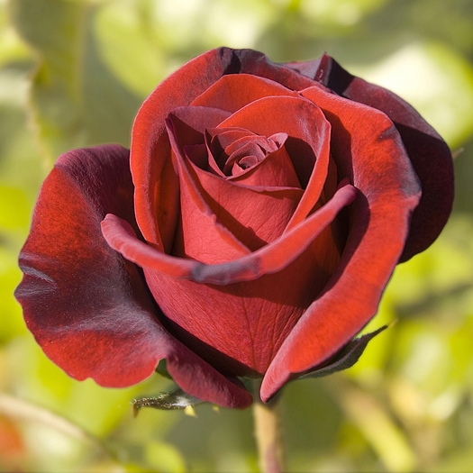 Award winning tea rose called Black Magic from the best of the breeds collection.