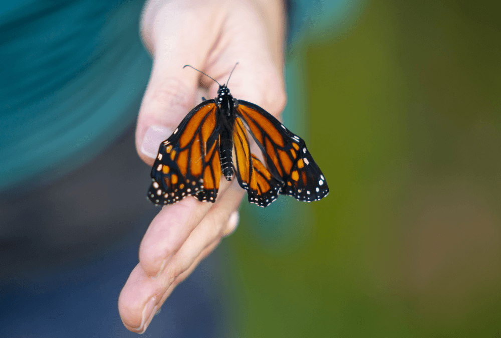 A monarch butterfly lands on a woman''s hand