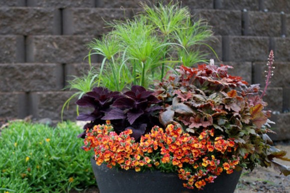 Summer container planting