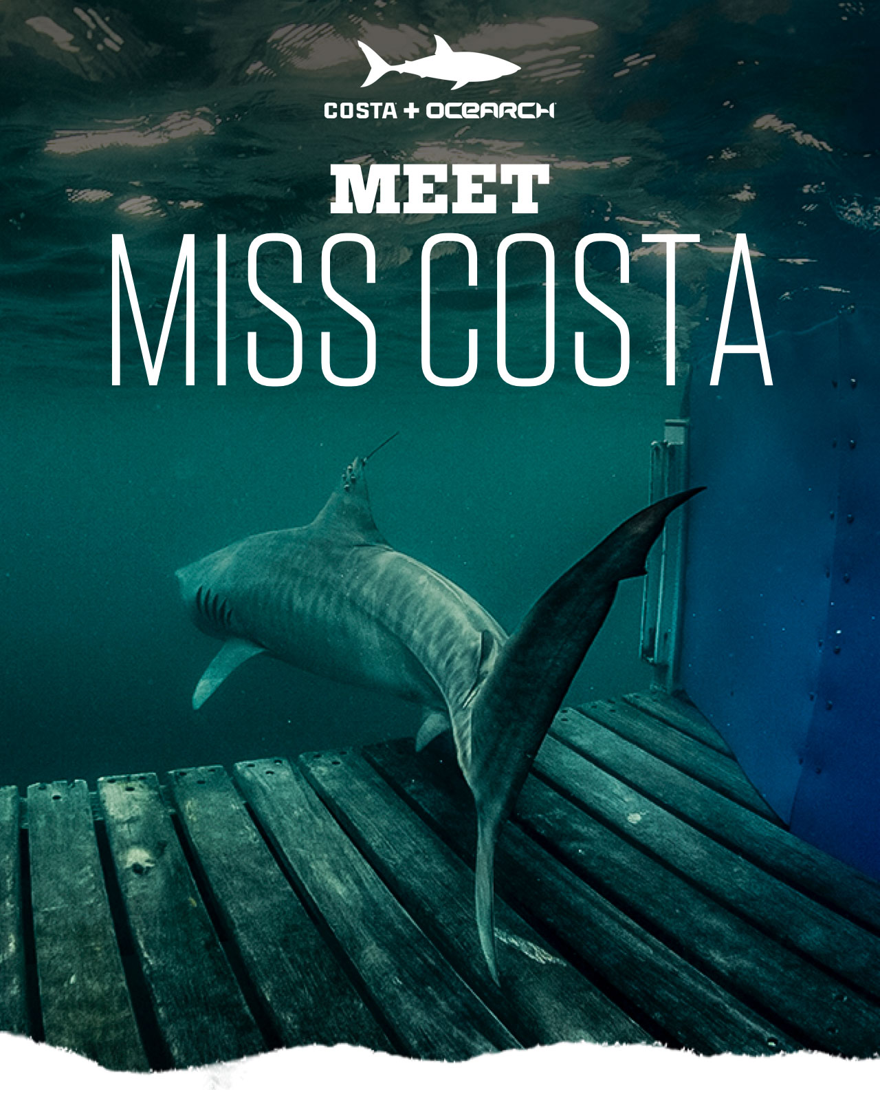 

Costa + Ocearch

MEET
MISS COSTA

									