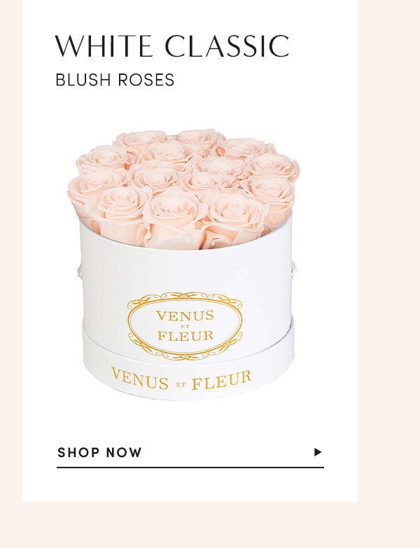 White Classic Blush Roses | SHOP NOW