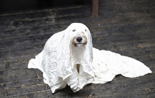 A dog dressed up as a ghost.