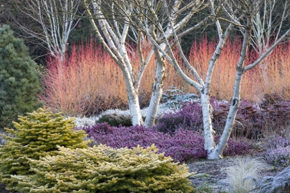 Colorful winter garden