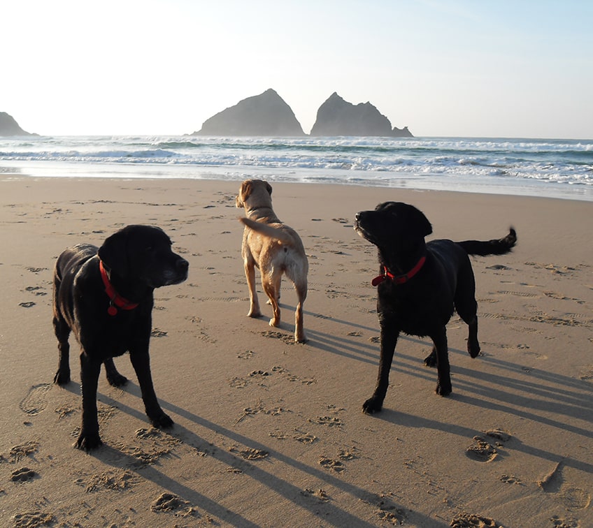 Three dogs on Holywell Bay beach in front of Gull Rocks