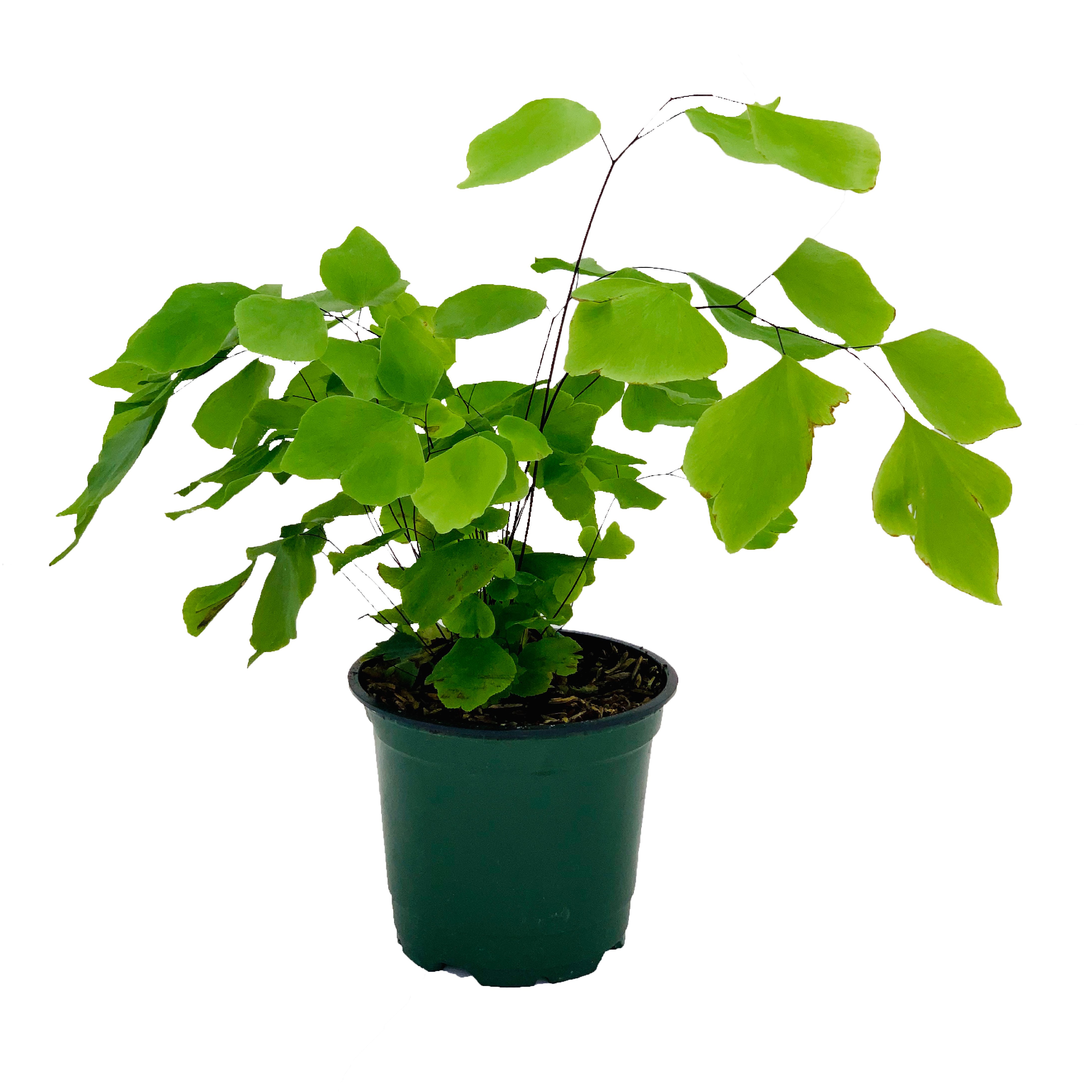 Image of Add A Tiny Plant