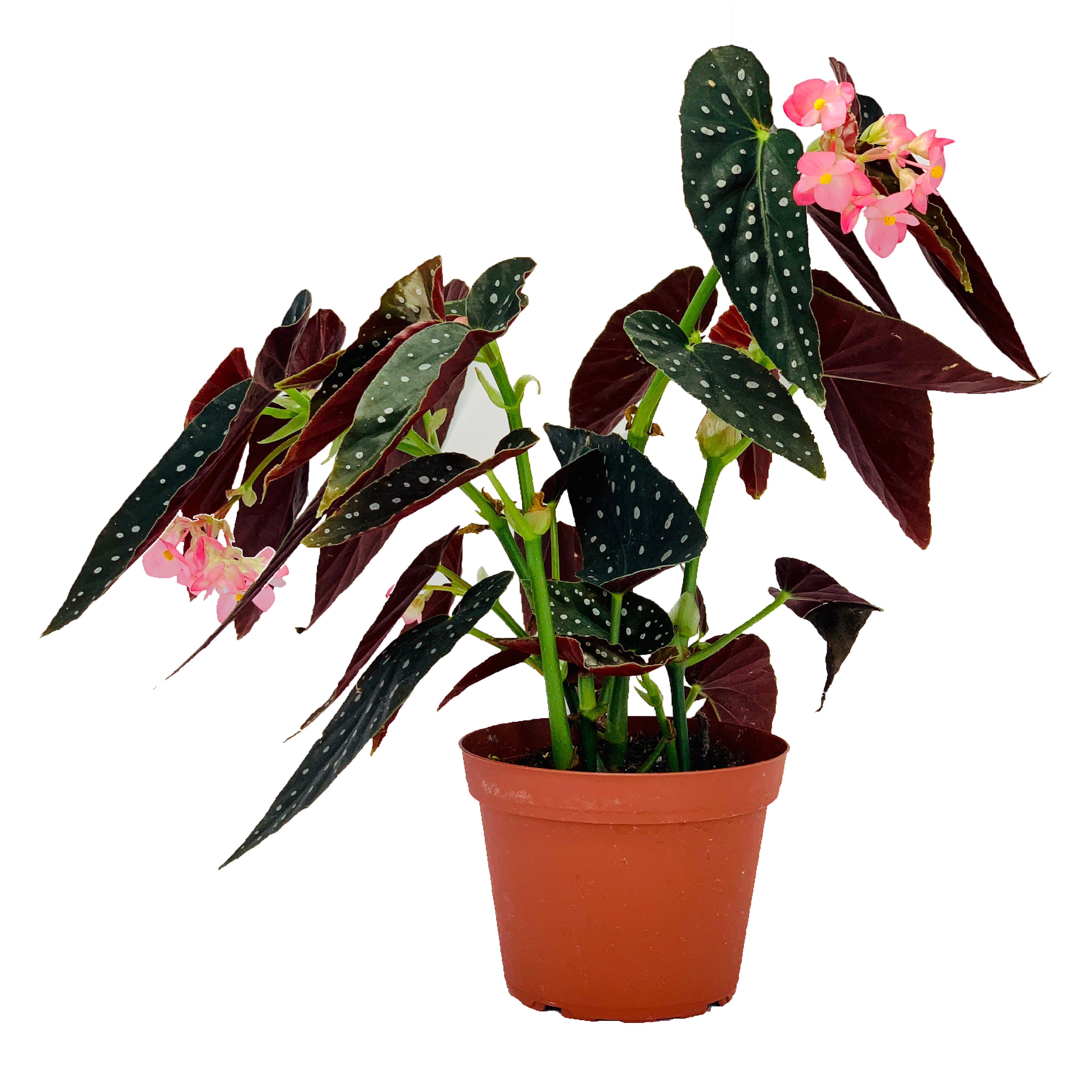 Image of Add A House Plant