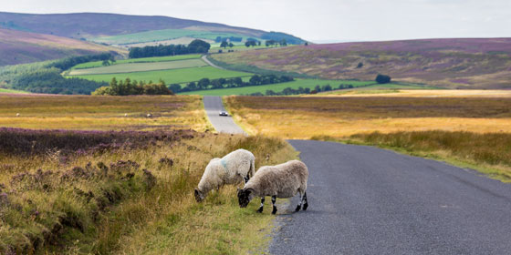 Sheep grazing on North York Moors