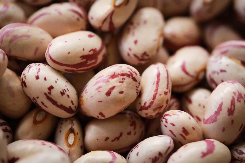 Image of Cranberry Bean
