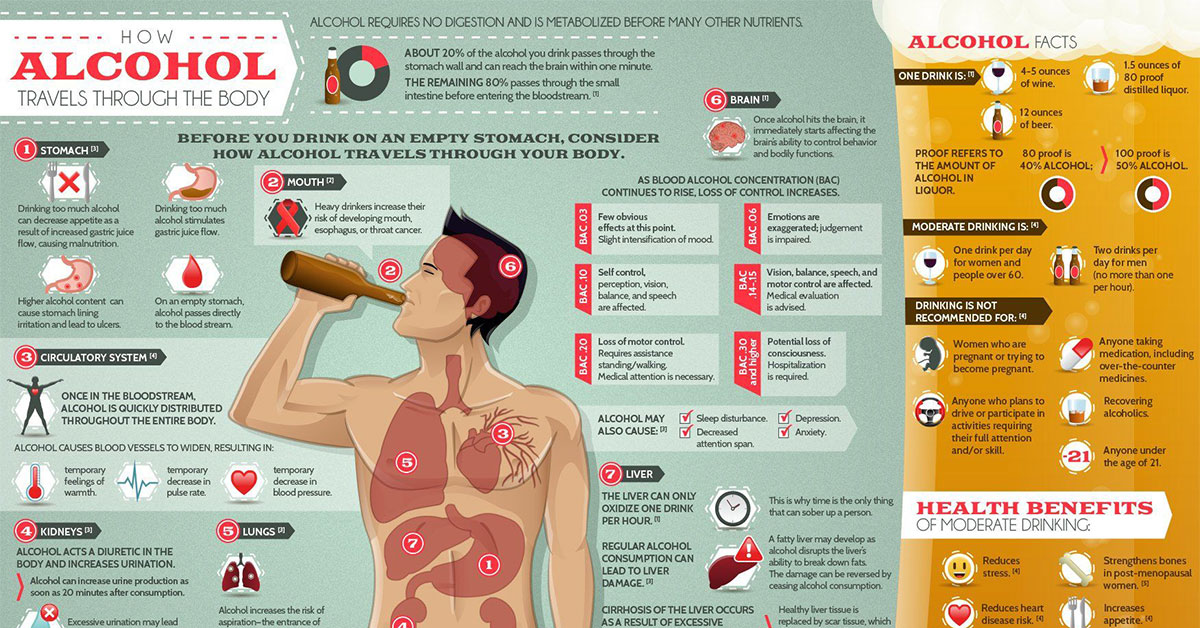 How Alcohol Travels Through the Body [INFOGRAPHIC]