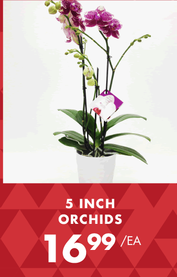 5 Inch Orchids - $16.99 each