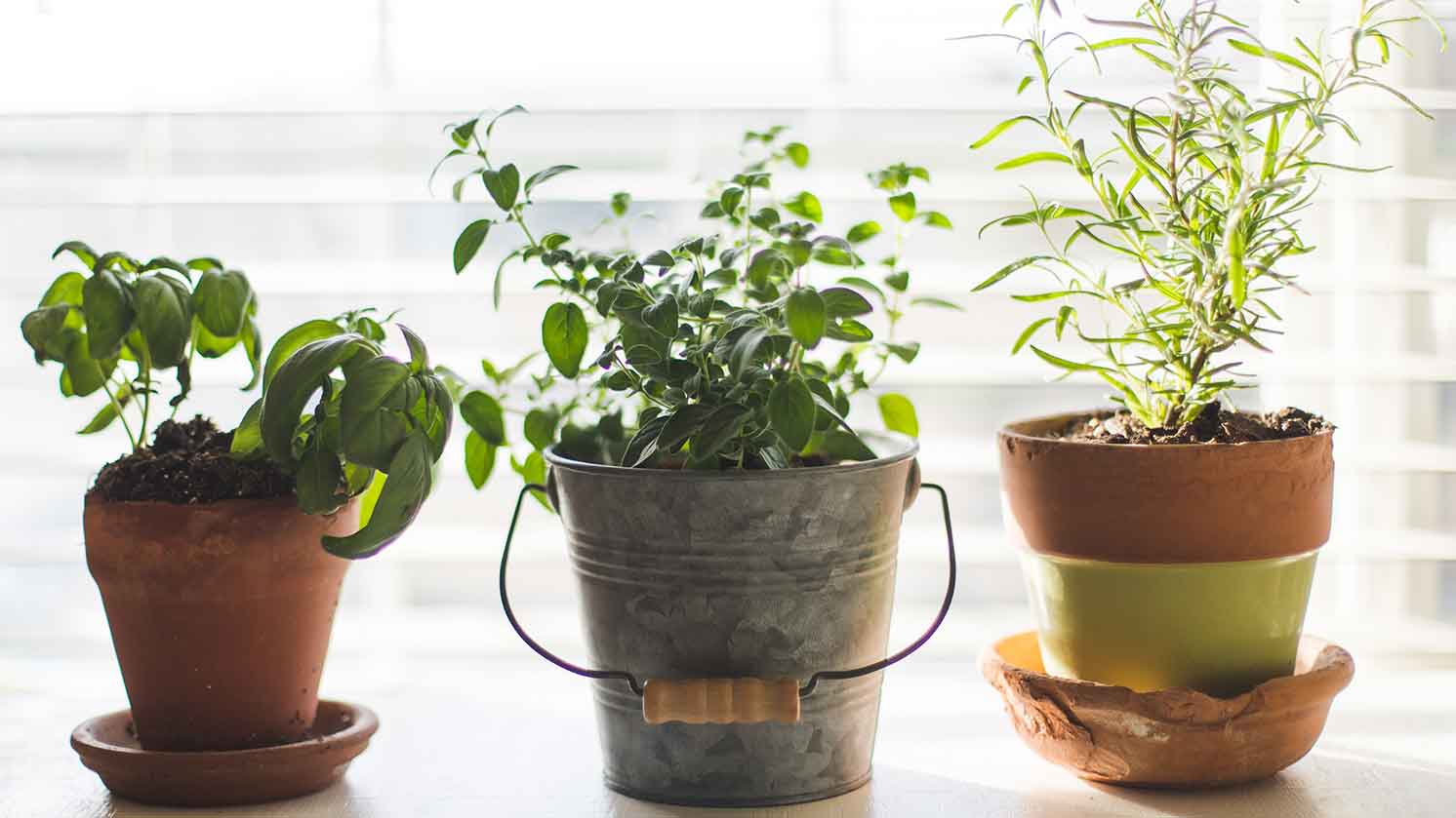 5 Easy Indoor Gardening Tips