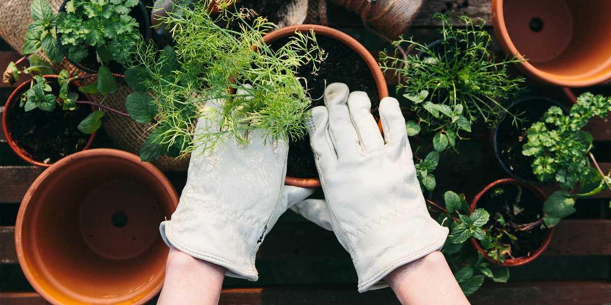Wherever you''d like your garden to grow, there''s a gardening kit that can help you make it happen. This list encompasses all-inclusive kits, as well as simple seed kits that give you a colorful variety of plants.