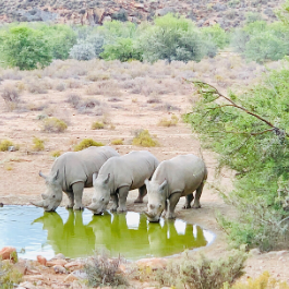 Hippos at a watering hole