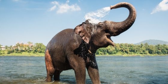 Elephant bathing in Kerala India