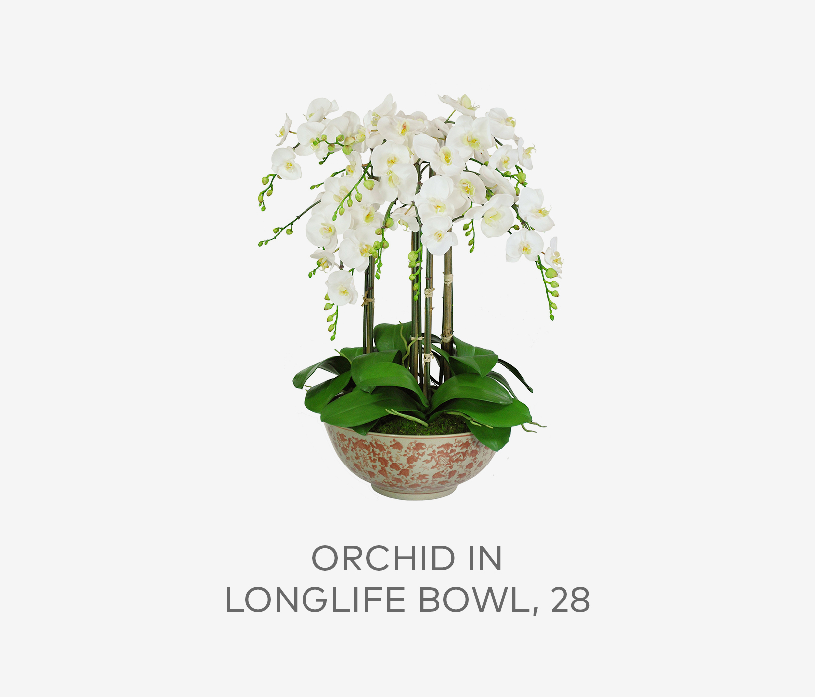 Orchids in Bowl