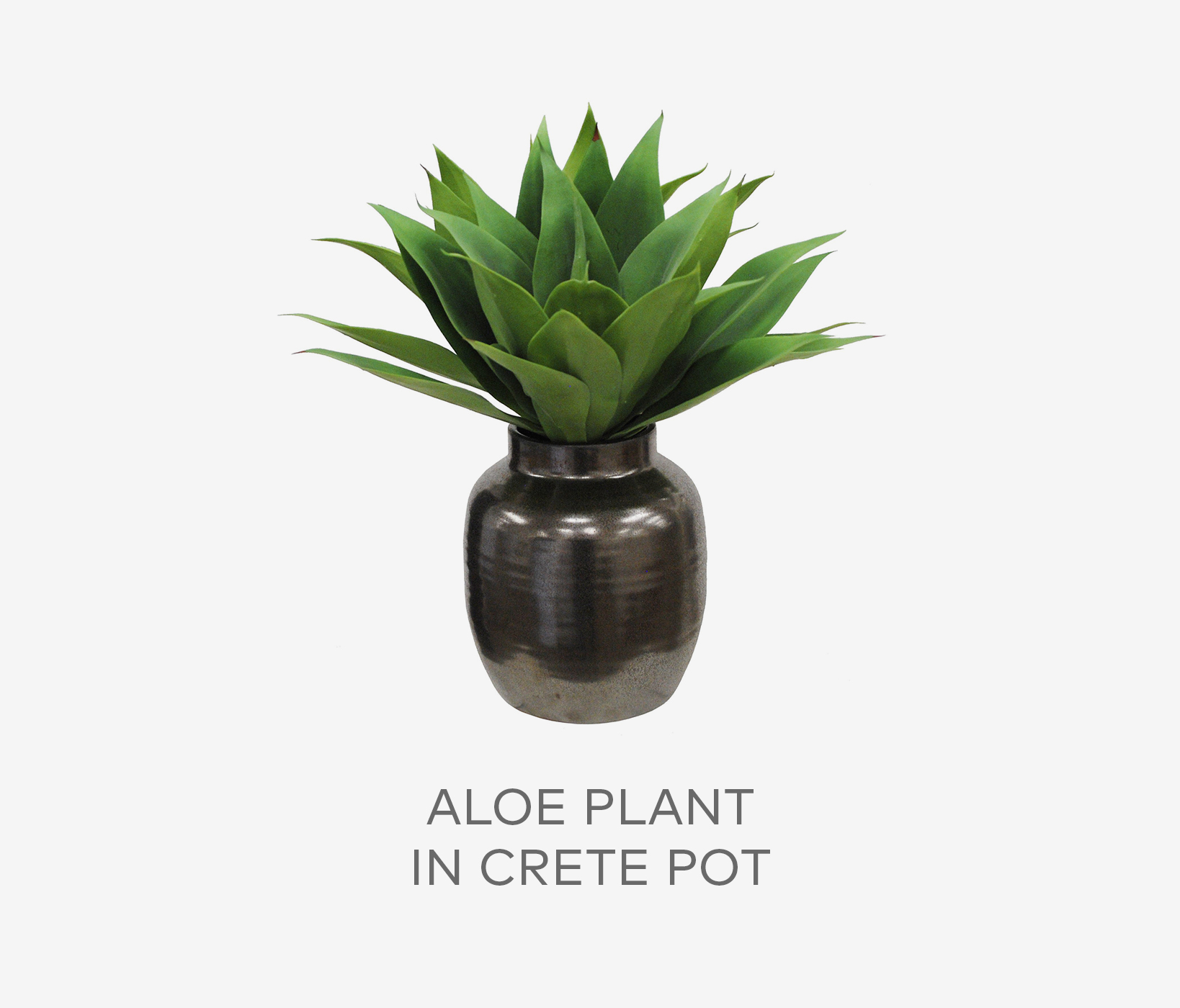 Aloe Plant in Crete Pot