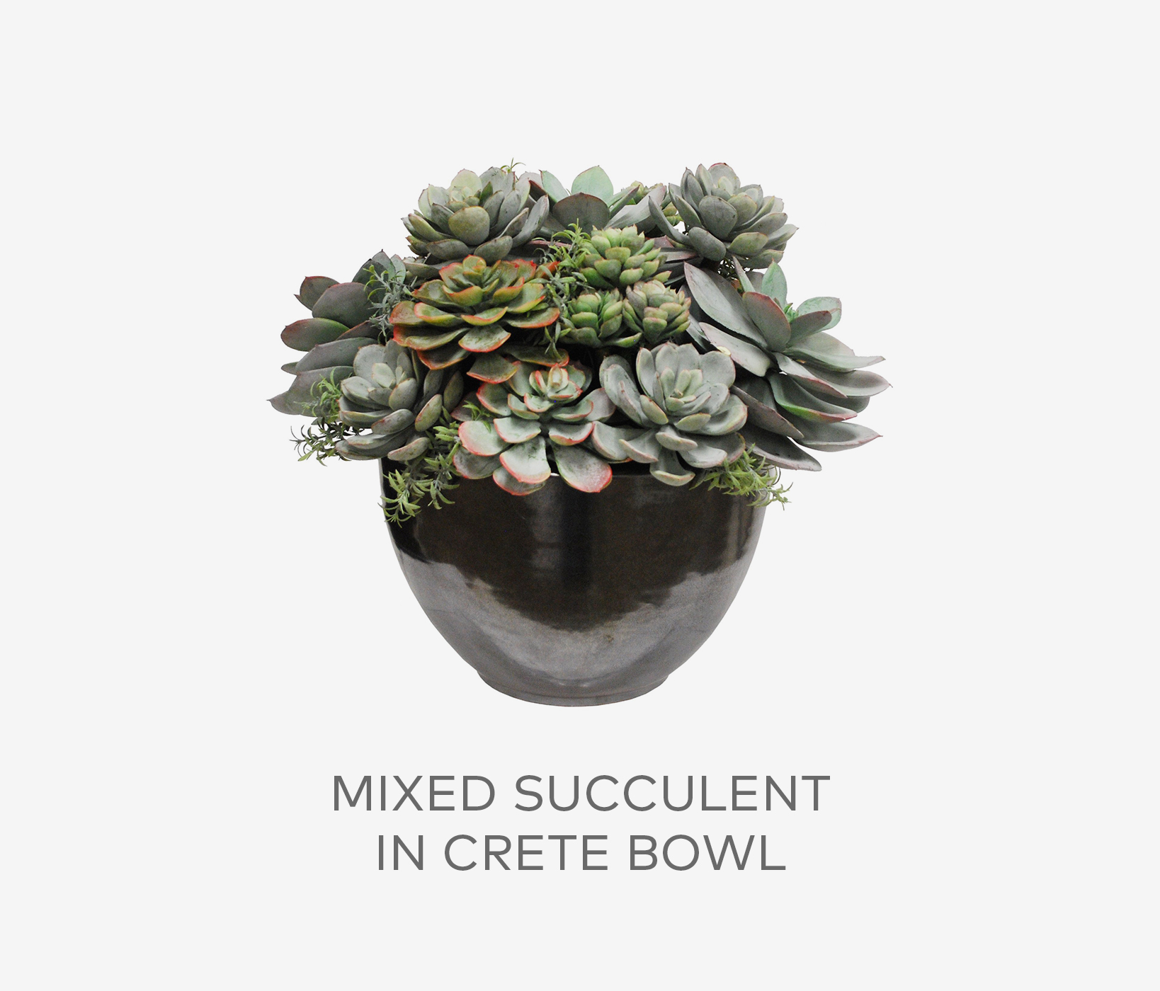 Mixed Succulent in Crete Bowl