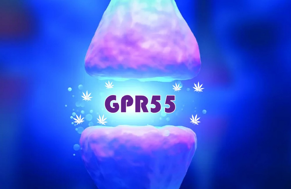 GPR55 RECEPTORS