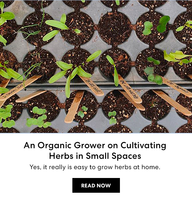An Organic Grower on Cultivating Herbs in Small Spaces. Yes, it really is easy to grow herbs at home. Read Now