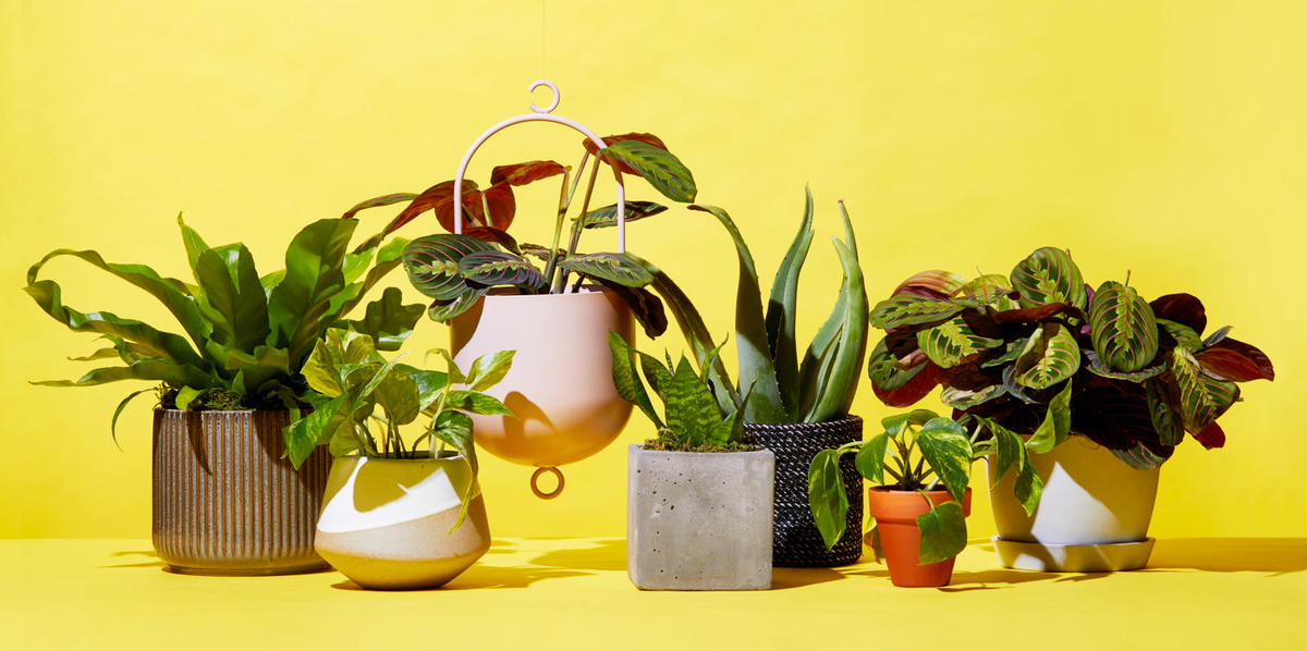 To find out which stores deliver the best indoor plants, we ordered houseplants from six popular brands: Amazon, The Sill, Bloomscape, Etsy, The Bouqs and UrbanStems. Get all the reviews of how each one arrived, plus tips on finding the best cheap deals. 