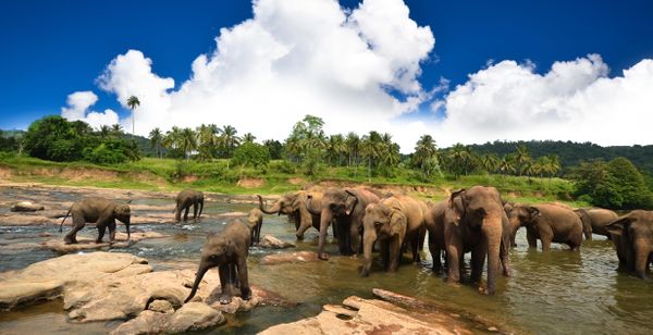 Private 7 or 9 Night Sri Lanka Tour with Optional Doha Stopover and Business Class Flights