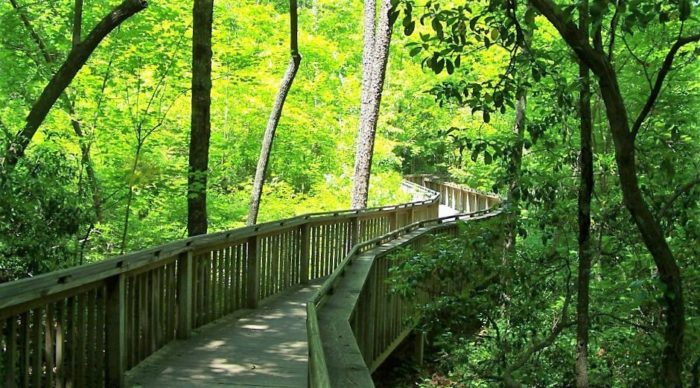This Beautiful Boardwalk Trail In Alabama Is The Most Unique Hike Around