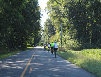 people riding bicycles on a tree lined road