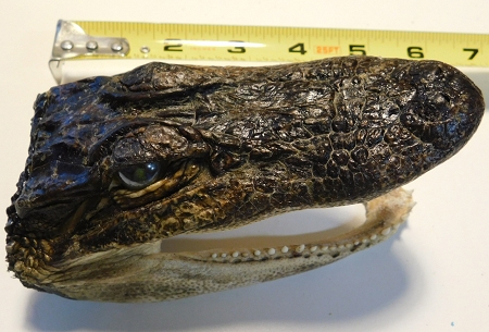Gator Head