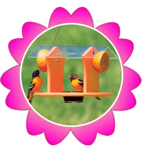 Oriole Fruit and Jelly Feeder!