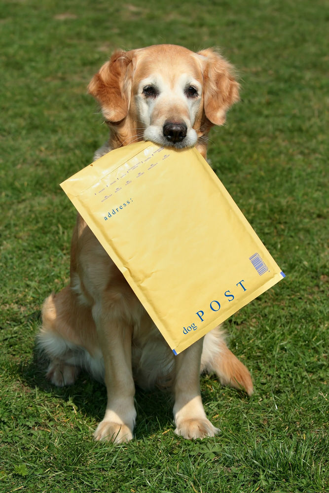 Dog holding a package for posting.