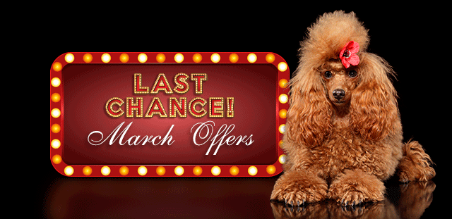 Last Chance March Offers