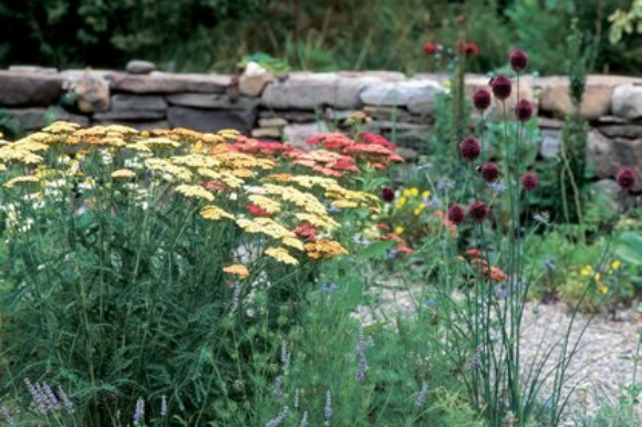 Drought-tolerant garden with yarrow in foreground