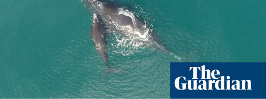 The Guardian - can right whales pull back from the brink