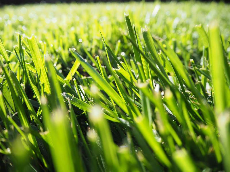 grass up close