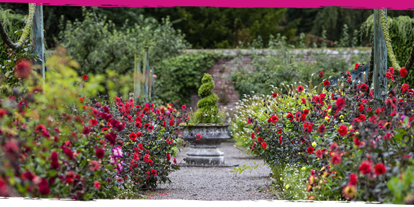 Colourful flowers line a walkway inside the Walled Garden at Threave Garden