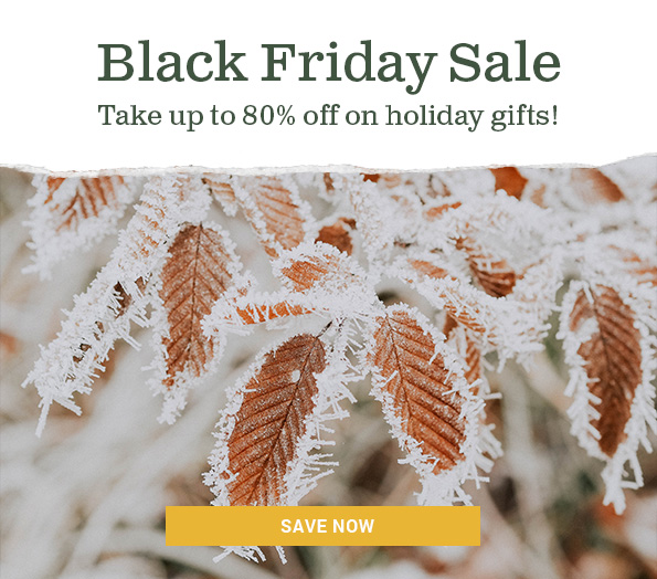 Black Friday Sale Take up to 80% off on holiday gifts!