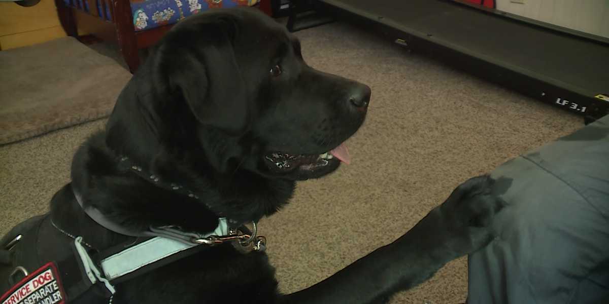 Workin'' 9 to 5 is just the beginning for this service animal!