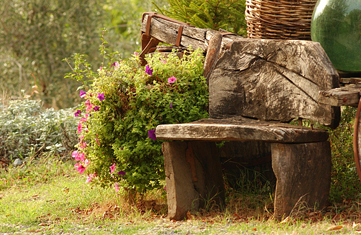 A stone bench and pink shrub, Tuscany, Italy