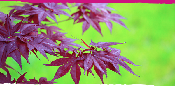 Close-up of a Japanese maple tree''s purple leaves