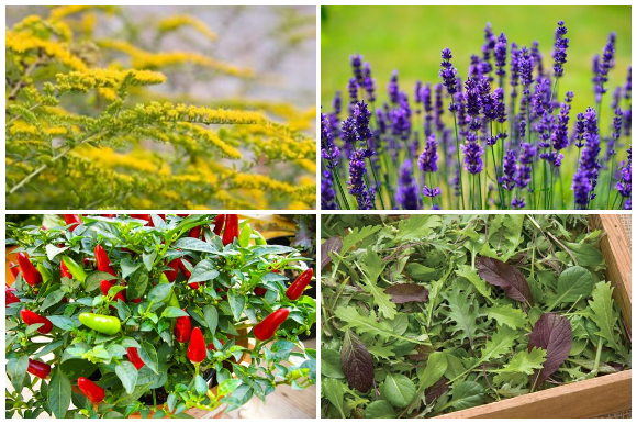 Clockwise from top right: goldenrod, lavender, peppers, and mixed greens