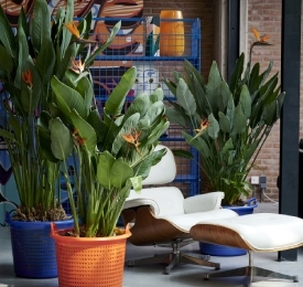 Strelitzia is the Houseplant of the Month for September