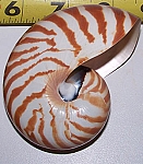 Tiger Nautilus