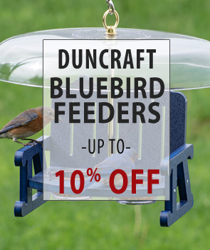 Up to 10% Off Bluebird Feeders!