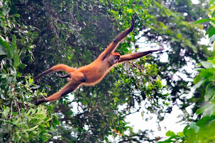Jumping Monkeye